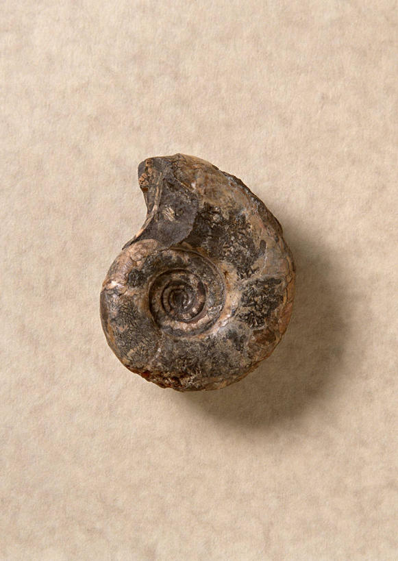 无人,竖图,俯视,室内,特写,白天,石头,贝壳,阴影,遗迹,反射,化石,石子,影子,一个,摄影,影棚,单个,灭尽,灭绝,史前生物,遗体,菊石,古生物,贝类外壳,海螺壳,软体动物外壳,石块,岩石,彩图,高角度拍摄,影棚拍摄,拍摄