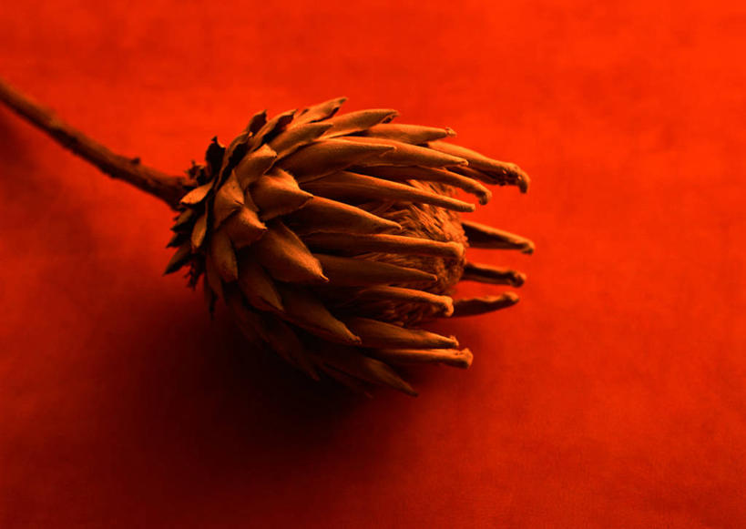 无人,横图,俯视,室内,特写,白天,阴影,红色背景,盛开,反射,影子,帝王花,花蕾,花,花瓣,花朵,鲜花,一朵,花苞,花蕊,摄影,影棚,菩提花,彩图,高角度拍摄,影棚拍摄,拍摄,皇后花,木百合花