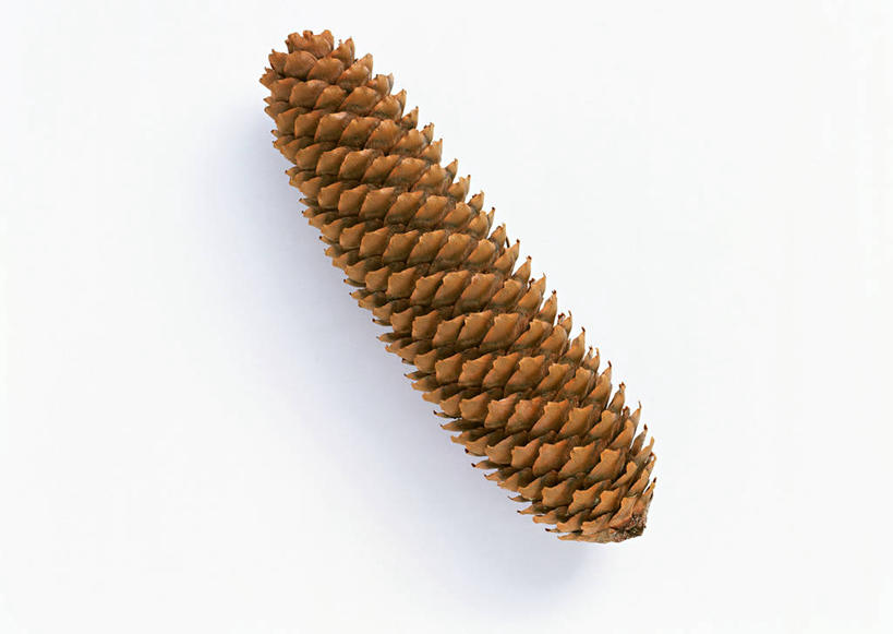 无人,横图,俯视,室内,特写,白天,白色背景,阴影,反射,影子,坚果,果实,松果,一个,干果,摄影,影棚,单个,松塔,彩图,高角度拍摄,影棚拍摄,拍摄