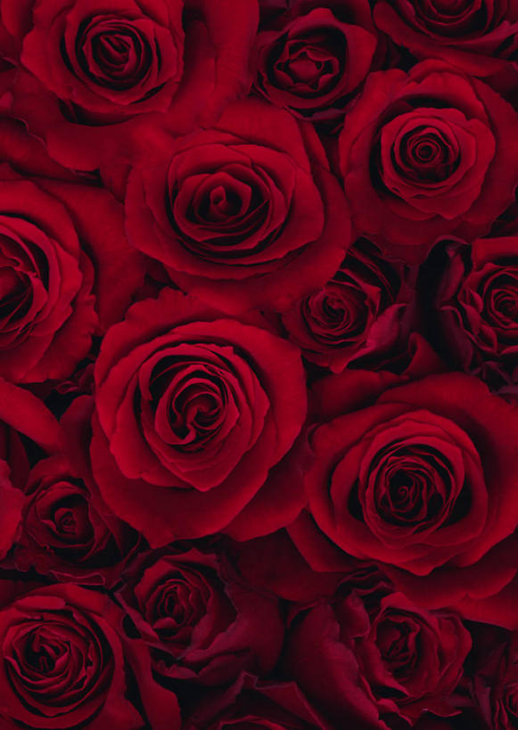 无人,竖图,俯视,室内,特写,白天,爱情,幸福,纯洁,热情,玫瑰,许多,盛开,玫瑰花,很多,浪漫,花蕾,花,花瓣,花朵,鲜花,红色,花苞,花蕊,温暖,温馨,恩爱,红玫瑰,和睦,感动,尊敬,天真,刺玫花,徘徊花,彩图,高角度拍摄,融洽