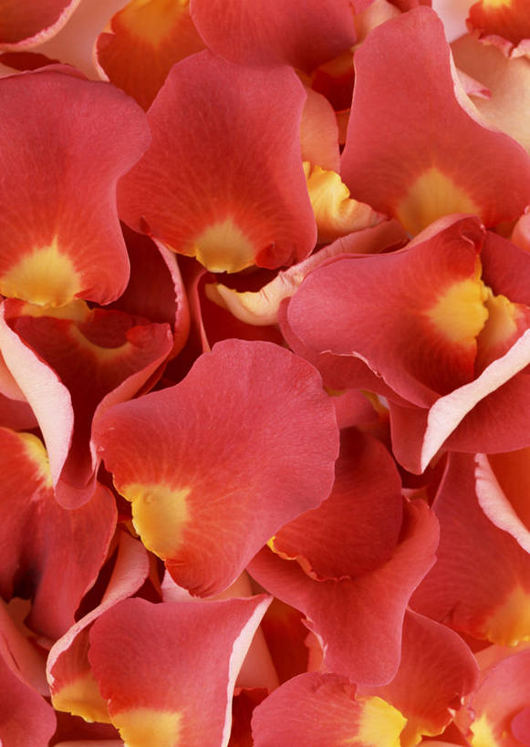 无人,竖图,俯视,室内,特写,白天,爱情,幸福,纯洁,热情,玫瑰,盛开,玫瑰花,浪漫,花蕾,花,花瓣,花朵,鲜花,红色,花苞,花蕊,温暖,温馨,恩爱,红玫瑰,和睦,感动,尊敬,天真,刺玫花,徘徊花,彩图,高角度拍摄,融洽