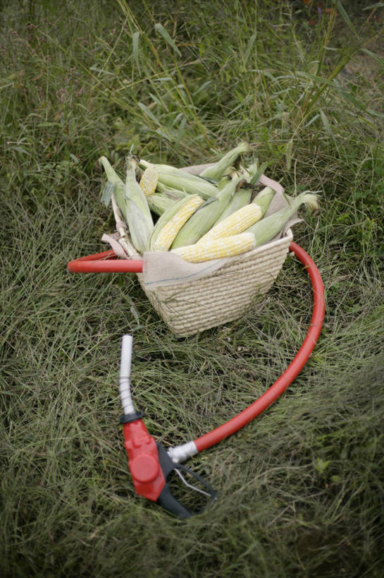 无人,竖图,俯视,室外,白天,草地,草坪,植物,蔬菜,新鲜,食品,草,食物,一个,绿色,有机食品,绿色食品,单个,加油枪,计量加油枪,输油枪,油枪,彩图,高角度拍摄