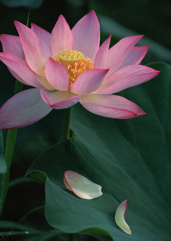 无人,竖图,俯视,室外,特写,白天,旅游,度假,美景,睡莲,叶子,京都,日本,亚洲,盛开,景观,荷叶,花蕾,娱乐,花,花瓣,花朵,鲜花,一朵,粉色,自然,花苞,花蕊,享受,休闲,景色,放松,京都府,自然风光,东亚,纯真,妖艳,本州,本州岛,日本国,近畿地方,近畿,莲叶,水芹花,抒情,洁净,水洋花,小莲花,子午莲,叶,叶片,彩图,高角度拍摄