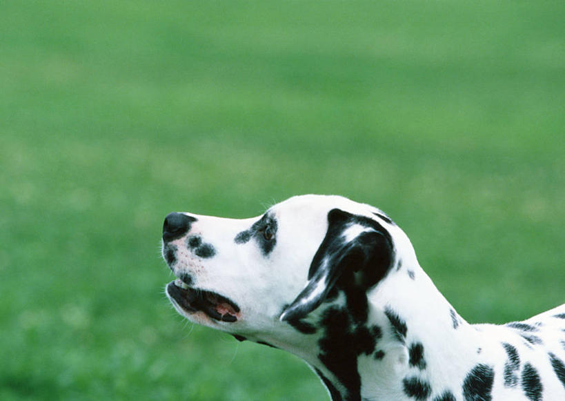 头,无人,站,横图,室外,特写,白天,侧面,草地,草坪,植物,宠物,狗,朦胧,模糊,新鲜,斑点狗,达尔马提亚狗,大麦町犬,注视,草,一只,绿色,白色,黑色,动物,观察,看,站着,可爱,观看,青春,察看,生命,关注,和平,安详,忠诚,斑点犬,冷色,头部,犬,站立,半身,彩图