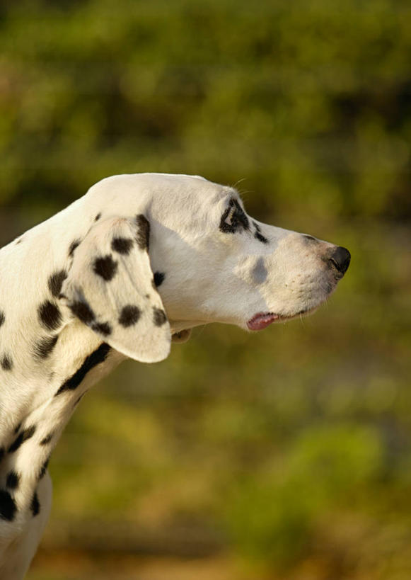 头,无人,站,竖图,室外,特写,白天,侧面,草地,草坪,美景,植物,宠物,狗,阴影,朦胧,模糊,光线,影子,景观,斑点狗,达尔马提亚狗,大麦町犬,注视,草,一只,绿色,阳光,自然,动物,观察,看,站着,景色,可爱,观看,察看,关注,自然风光,忠诚,斑点犬,头部,犬,站立,半身,彩图