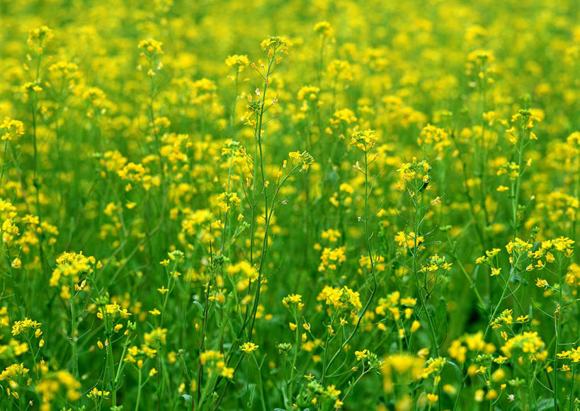 无人,农田,横图,室外,特写,白天,正面,旅游,度假,庄稼,农作物,花海,花圃,美景,植物,叶子,阴影,朦胧,模糊,盛开,光线,影子,景观,花蕾,娱乐,花,花瓣,花朵,花卉,鲜花,黄色,绿色,阳光,自然,花丛,花束,花田,花苞,花蕊,油菜花,享受,休闲,景色,放松,自然风光,彩图,耕地,庄稼田,油菜花田,芸苔,芸薹