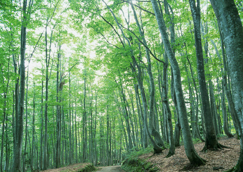 无人,横图,室外,白天,正面,旅游,度假,美景,树林,植物,叶子,日本,亚洲,景观,绿叶,枝条,娱乐,树,树木,树枝,绿色,自然,享受,休闲,嫩叶,景色,放松,生长,成长,自然风光,东亚,本州,本州岛,日本国,中部地方,新潟,新潟县,虬枝,枝杈,叶,叶片,彩图,十日町市