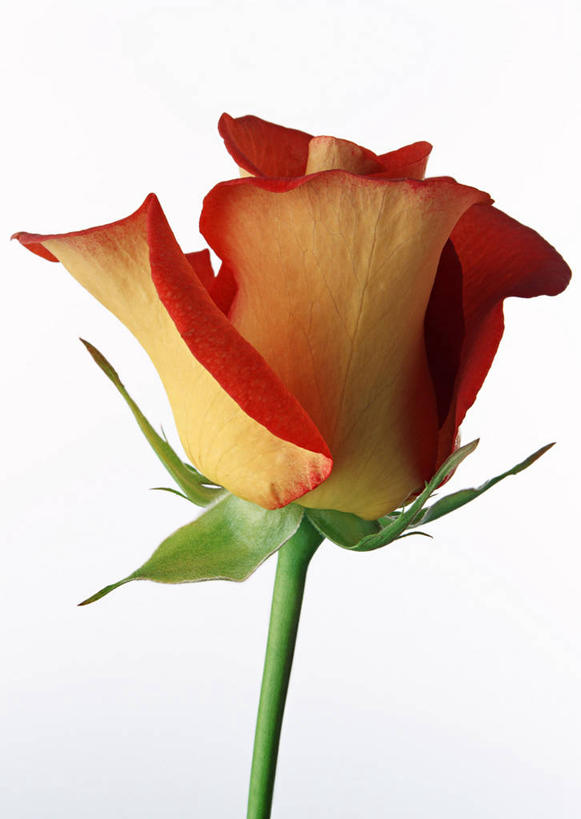 无人,竖图,室内,特写,白天,白色背景,正面,爱情,幸福,纯洁,热情,玫瑰,叶子,阴影,盛开,反射,影子,绿叶,玫瑰花,浪漫,花蕾,花,花瓣,花朵,鲜花,花苞,花蕊,温暖,温馨,橙色,嫩叶,恩爱,摄影,影棚,一支,和睦,感动,尊敬,天真,刺玫花,徘徊花,叶,叶片,彩图,影棚拍摄,拍摄,香槟玫瑰,融洽