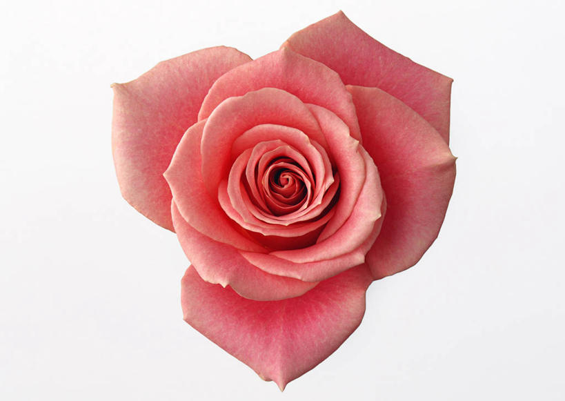 无人,横图,室内,特写,白天,白色背景,正面,爱情,幸福,纯洁,热情,玫瑰,盛开,玫瑰花,浪漫,花蕾,花,花瓣,花朵,鲜花,一朵,粉色,花苞,花蕊,温暖,温馨,恩爱,摄影,影棚,和睦,感动,粉玫瑰,尊敬,天真,刺玫花,徘徊花,彩图,影棚拍摄,拍摄,融洽