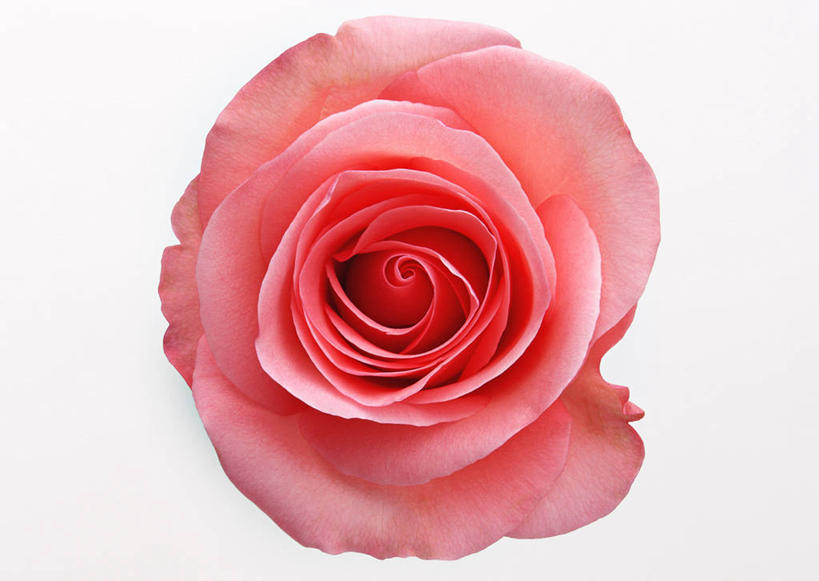 无人,横图,室内,特写,白天,白色背景,正面,爱情,幸福,纯洁,热情,玫瑰,盛开,玫瑰花,浪漫,花蕾,花,花瓣,花朵,鲜花,一朵,粉色,花苞,花蕊,温暖,温馨,恩爱,摄影,影棚,和睦,感动,粉玫瑰,尊敬,天真,刺玫花,徘徊花,彩图,影棚拍摄,拍摄,融洽