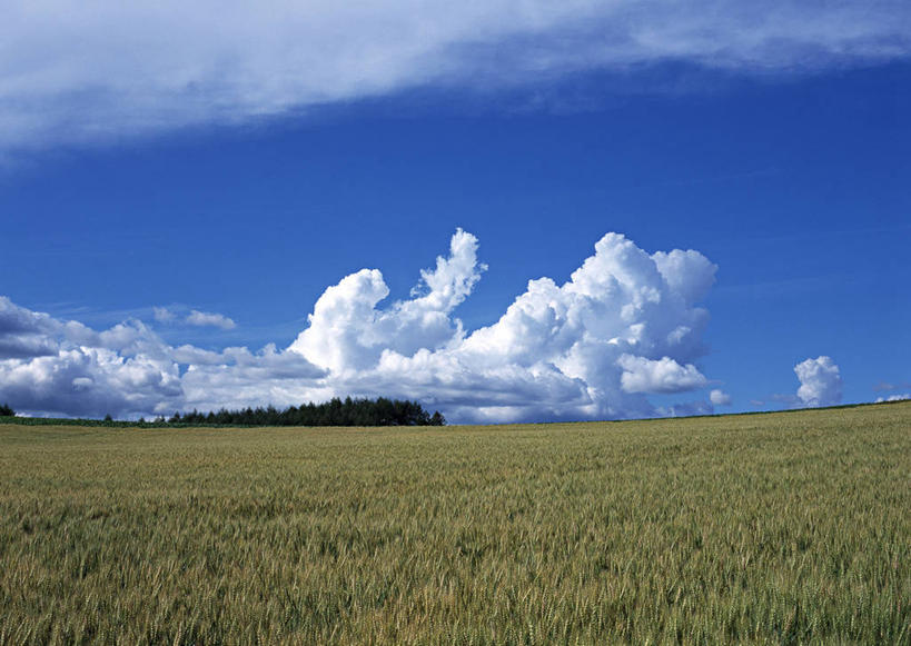 无人,农田,横图,室外,白天,正面,旅游,度假,庄稼,农作物,美景,北海道,日本,亚洲,阴影,丰富,丰收,光线,影子,地平线,景观,云,云朵,辽阔,地面,丰盛,麦田,云彩,娱乐,蓝色,白云,蓝天,天空,阳光,自然,天,享受,休闲,广阔,景色,放松,晴朗,一望无际,自然风光,延伸,东亚,日本国,天地相交,北海道地方,北海道岛,富良野,道北,富良野市,丰登,丰硕,无边无际,一马平川,晴空,彩图,耕地,庄稼田,上川支厅
