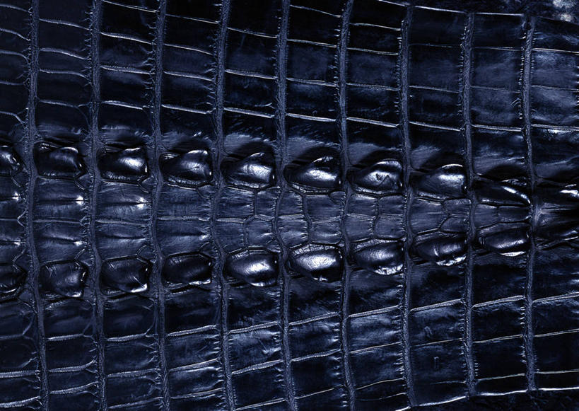 无人,横图,室内,特写,白天,正面,神秘,静物,一块,装饰,纹路,纹理,皮,皮革,黑色,温暖,皮肤,保暖,严肃,华丽,鳄鱼皮,皮毛,点缀,御寒,庄重,含蓄,肌理,衬托,美观,雅致,雅观,沉静,中间色,彩图,鳄鱼皮革
