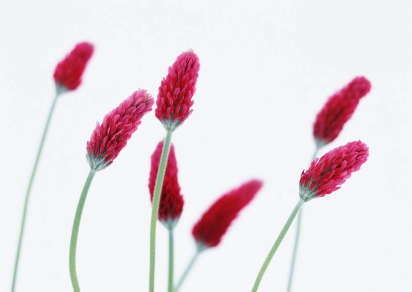 无人,横图,室内,特写,白天,白色背景,正面,爱情,自由,幸福,许多,阴影,盛开,反射,影子,三叶草,花蕾,花,花瓣,花朵,鲜花,红色,花苞,花蕊,摄影,影棚,希望,和平,车轴草,苜蓿,统一,团结,彩图,影棚拍摄,拍摄,红花三叶草