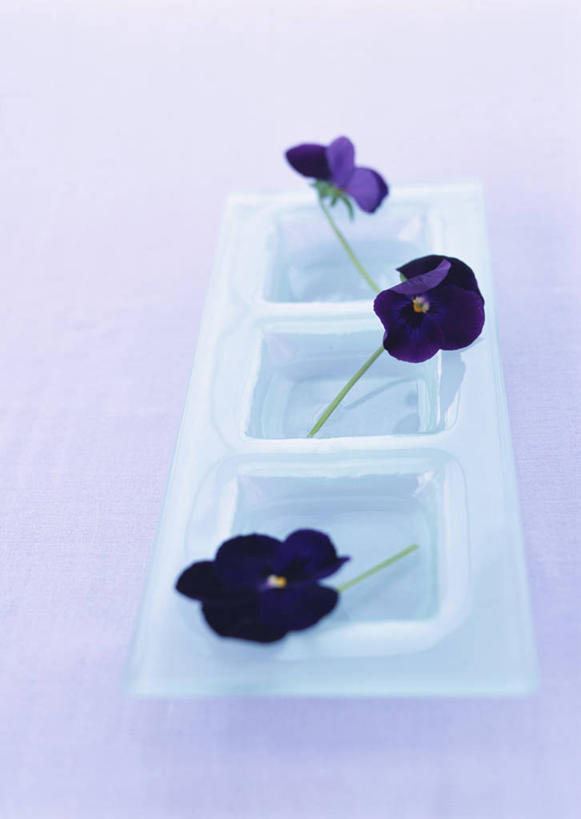 无人,竖图,俯视,室内,特写,白天,幸福,水,紫罗兰,餐具,三朵,阴影,紫色背景,盛开,反射,碟子,盘,液体,影子,水滴,清凉,花蕾,花,花瓣,花朵,鲜花,紫色,盘子,碟,夏天,花苞,花蕊,摄影,影棚,三色紫罗兰,永恒,质朴,美德,纯爱,草紫罗兰,草桂花,彩图,高角度拍摄,影棚拍摄,拍摄