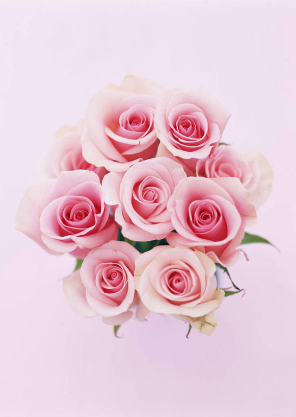 无人,竖图,室内,特写,白天,正面,爱情,幸福,纯洁,热情,玫瑰,许多,粉色背景,盛开,玫瑰花,浪漫,花蕾,花,花瓣,花朵,鲜花,粉色,花苞,花蕊,温暖,温馨,恩爱,摄影,影棚,和睦,感动,粉玫瑰,尊敬,天真,刺玫花,徘徊花,彩图,影棚拍摄,拍摄,融洽