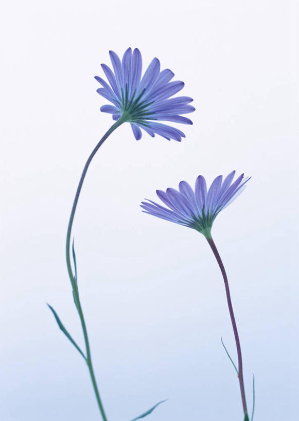 无人,竖图,室内,特写,白天,白色背景,正面,盛开,花蕾,花,花瓣,花朵,鲜花,两朵,紫色,花苞,花蕊,菊花,摄影,影棚,彩图,影棚拍摄,拍摄,白蓝菊