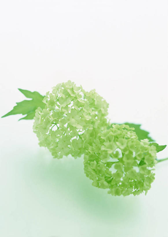 无人,竖图,室内,特写,白天,白色背景,正面,阴影,盛开,反射,影子,花蕾,花,花瓣,花朵,鲜花,两朵,绿色,花苞,花蕊,摄影,影棚,荚蒾,彩图,影棚拍摄,拍摄,红荚蒾,荚迷花,玛瑙果,五福花