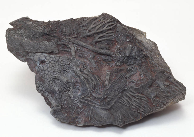 无人,横图,俯视,室内,特写,白天,白色背景,石头,桌子,静物,一块,阴影,遗迹,反射,纹路,化石,石子,纹理,影子,海洋生物,无脊椎动物,黑色,摄影,影棚,水生动物,水生物,棘皮动物,海底动物,肌理,海百合,遗体,古生物,石块,岩石,彩图,高角度拍摄,影棚拍摄,拍摄