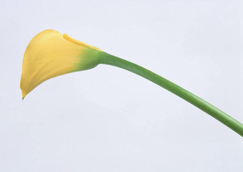 无人,横图,室内,特写,白天,白色背景,正面,纯洁,马蹄莲,盛开,花蕾,花,花瓣,花朵,鲜花,虔诚,一朵,黄色,花苞,花蕊,摄影,影棚,希望,优雅,高贵,纯净,马蹄兰,博爱,永恒,尊贵,高洁,慈菇花,圣洁,水芋,水芋马,彩图,影棚拍摄,拍摄