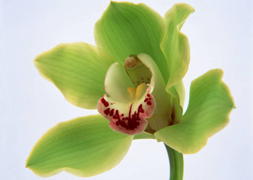 无人,横图,室内,特写,白天,白色背景,正面,新鲜,盛开,花蕾,花,花瓣,花朵,鲜花,一朵,绿色,花苞,花蕊,摄影,影棚,青春,高雅,生命,和平,安详,蕙兰,淡泊,花中君子,冷色,兰花,彩图,影棚拍摄,拍摄