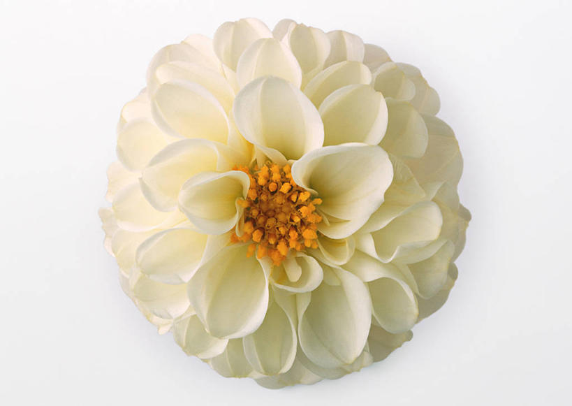 无人,横图,室内,特写,白天,白色背景,正面,盛开,大丽花,花蕾,花,花瓣,花朵,鲜花,一朵,白色,花苞,花蕊,菊花,摄影,影棚,大理花,大丽菊,富丽,大方,彩图,影棚拍摄,拍摄