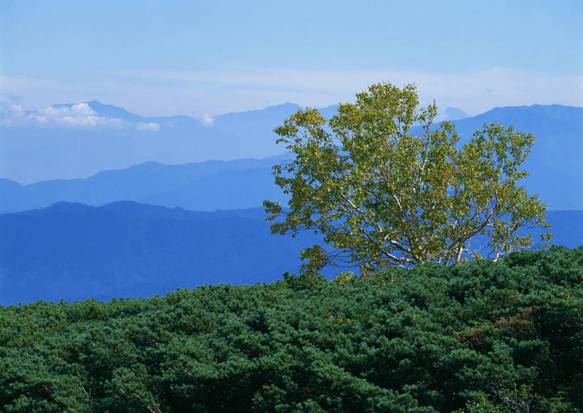 无人,横图,室外,白天,正面,旅游,度假,美景,森林,山,山脉,树林,植物,长野县,日本,亚洲,阴影,光线,影子,景观,山峰,山峦,娱乐,树,树木,蓝色,绿色,蓝天,天空,阳光,自然,群山,天,享受,休闲,景色,放松,生长,晴朗,成长,自然风光,东亚,本州,万里无云,本州岛,日本国,中部地方,长野,日本阿尔卑斯山脉,晴空,晴空万里,彩图