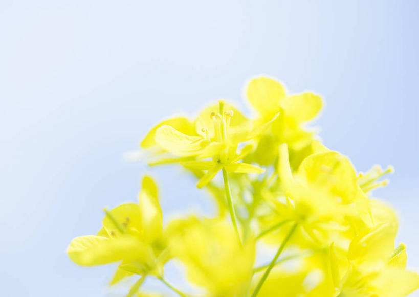 无人,横图,室外,特写,白天,仰视,美景,阴影,盛开,光线,影子,景观,花蕾,花,花瓣,花朵,鲜花,黄色,蓝色,蓝天,天空,阳光,自然,天,花苞,花蕊,油菜花,景色,晴朗,自然风光,万里无云,晴空,晴空万里,彩图,低角度拍摄,芸苔,芸薹