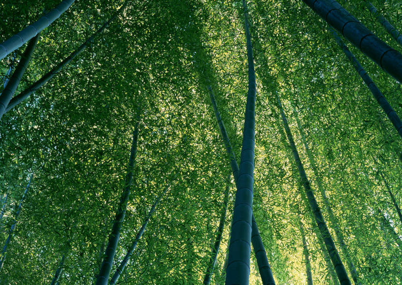 无人,横图,室外,白天,仰视,旅游,度假,纯洁,美景,植物,竹子,叶子,日本,亚洲,阴影,光线,纹理,影子,景观,竹林,绿叶,娱乐,绿色,阳光,自然,享受,休闲,嫩叶,景色,放松,高雅,自然风光,东亚,本州,肌理,三重县,本州岛,日本国,近畿地方,近畿,奉献,质朴,正直,三重,担当,叶,叶片,叶脉,竹,彩图,低角度拍摄,奋进,操守,四君子,岁寒三友,性坚,虚怀,虚心,善群,卓尔