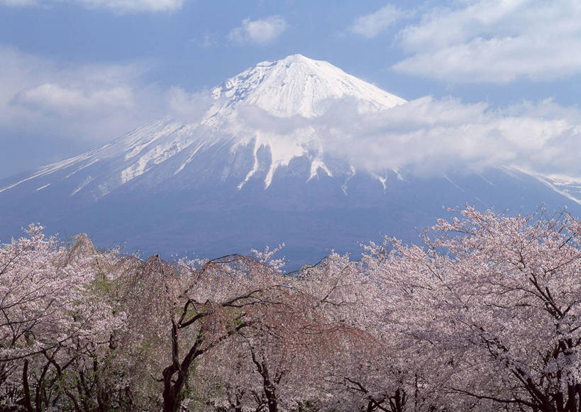 无人,横图,室外,白天,正面,旅游,度假,幸福,纯洁,火山,美景,山,树林,雪,雪山,植物,大雪,樱花,富士山,静冈县,日本,亚洲,盛开,冰,积雪,景观,山峰,雪景,云,云朵,冬季,冬天,山峦,花蕾,云彩,娱乐,花,花瓣,花朵,鲜花,树,树木,蓝色,绿色,白云,蓝天,天空,自然,天,花苞,花蕊,享受,休闲,景色,放松,寒冷,生长,晴朗,成长,等待,冰冷,生命,自然风光,东亚,本州,本州岛,日本国,中部地方,静冈,富士宫,仙樱花,福岛樱,青肤樱,高尚,严寒,冰凉,酷寒,凛冽,凛凛,极冷,热烈,活火山,晴空,荆桃,彩图