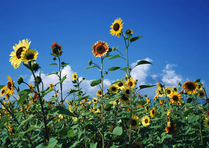 无人,横图,室外,白天,正面,爱情,旅游,度假,幸福,花海,花圃,美景,太阳,植物,向日葵,叶子,日本,亚洲,盛开,景观,云,云朵,花蕾,云彩,娱乐,花,花瓣,花朵,花卉,鲜花,黄色,红色,蓝色,绿色,白云,蓝天,天空,自然,花丛,花束,花田,天,花苞,花蕊,享受,休闲,景色,放松,晴朗,自然风光,光辉,东亚,沉默,忠诚,本州,本州岛,日本国,中部地方,山梨,山梨县,勇敢,投缘,爱慕,高傲,朝阳花,葵花,望日莲,向阳花,转日莲,晴空,彩图,南都留郡,山中湖村