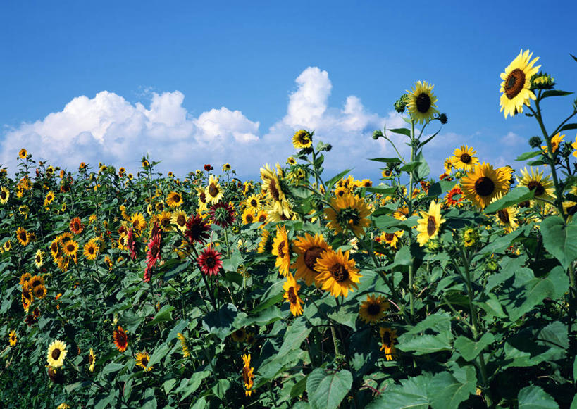 无人,横图,室外,白天,正面,爱情,旅游,度假,幸福,花海,花圃,美景,太阳,植物,向日葵,叶子,日本,亚洲,盛开,景观,云,云朵,花蕾,云彩,娱乐,花,花瓣,花朵,花卉,鲜花,黄色,红色,蓝色,绿色,白云,蓝天,天空,自然,花丛,花束,花田,天,花苞,花蕊,享受,休闲,景色,放松,晴朗,自然风光,光辉,东亚,沉默,忠诚,本州,本州岛,日本国,中部地方,山梨,山梨县,勇敢,投缘,爱慕,高傲,朝阳花,葵花,望日莲,向阳花,转日莲,晴空,彩图,南都留郡,山中湖村