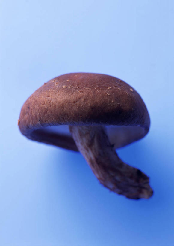 无人,竖图,俯视,室内,特写,白天,蔬菜,阴影,蓝色背景,新鲜,反射,影子,菌菇,香菇,食品,菌类,食物,一个,食用菌,摄影,有机食品,绿色食品,影棚,单个,彩图,高角度拍摄,影棚拍摄,拍摄