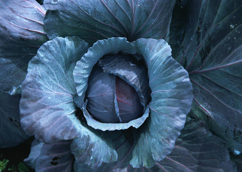 无人,农田,横图,俯视,室外,特写,白天,庄稼,农作物,植物,蔬菜,椰菜,卷心菜,叶子,阴影,新鲜,光线,纹理,影子,食品,绿叶,食物,绿色,阳光,嫩叶,甘蓝,有机食品,绿色食品,肌理,甘蓝菜,叶,叶片,叶脉,结球甘蓝,甘兰,包心菜,彩图,高角度拍摄,耕地,庄稼田