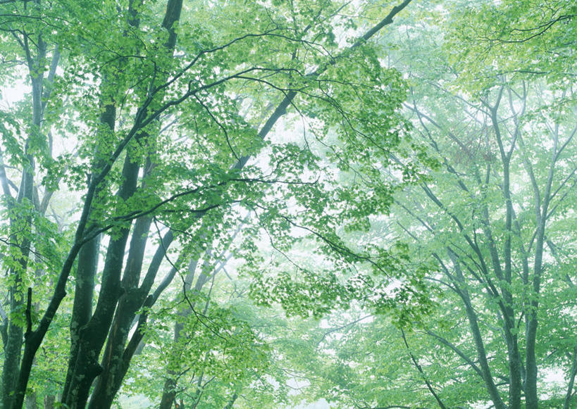 无人,横图,室外,白天,仰视,旅游,度假,美景,森林,树林,植物,雾,日本,亚洲,阴影,朦胧,模糊,光线,影子,景观,娱乐,树,树木,绿色,阳光,自然,享受,休闲,景色,放松,生长,成长,迷雾,自然风光,东亚,山毛榉,本州,本州岛,日本国,东北地方,福岛,福岛县,麻栎金刚,山毛榉树,大雾,彩图,低角度拍摄,北盐原村,耶麻郡