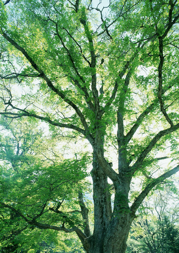 无人,竖图,室外,白天,仰视,旅游,度假,美景,森林,树林,植物,日本,亚洲,阴影,光线,影子,景观,娱乐,树,树木,绿色,阳光,自然,享受,休闲,景色,放松,生长,成长,自然风光,东亚,本州,关东地方,本州岛,日本国,栃木,栃木县,彩图,低角度拍摄