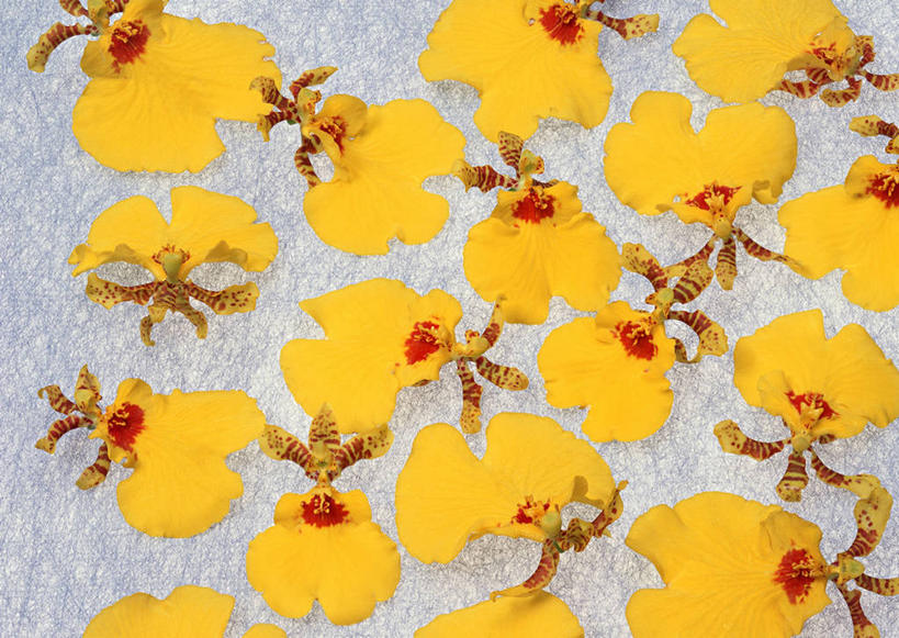 无人,横图,俯视,室内,特写,白天,白色背景,桌面,桌子,文心兰,许多,阴影,盛开,反射,木制,影子,很多,花蕾,花,花瓣,花朵,鲜花,黄色,木制品,花苞,花蕊,摄影,影棚,隐藏,爱恋,跳舞兰,瘤瓣兰,金蝶兰,彩图,高角度拍摄,影棚拍摄,拍摄