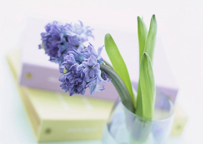 无人,横图,室内,特写,白天,正面,爱情,智慧,风信子,花瓶,叶子,阴影,朦胧,模糊,艺术,盛开,透明,反射,影子,绿叶,记事本,花蕾,文化,玻璃制品,花,花瓣,花朵,鲜花,蓝色,插花,本子,笔记本,玻璃瓶,瓶子,花苞,花蕊,嫩叶,悲伤,喜悦,插花艺术,创造,风信花,创作,怀念,想象,悲哀,理智,沉静,冷色,高深,冷淡,西洋水仙,叶,叶片,彩图