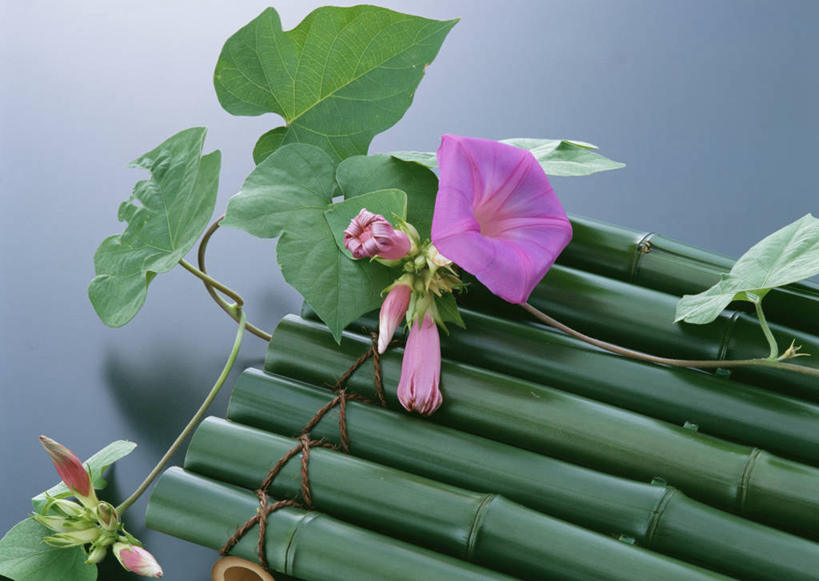 无人,横图,俯视,室内,特写,白天,爱情,喇叭花,叶子,一排,竹制,整齐,盛开,编织,竹排,绿叶,花蕾,竹筏,花,花瓣,花朵,鲜花,排列,紫色,花苞,花蕊,嫩叶,竹条,虚幻,竹制品,队列,永恒,牵牛,牵牛子,勤娘子,碧冬茄,朝颜花,灵芝牡丹,冷静,牵牛花,叶,叶片,彩图,高角度拍摄