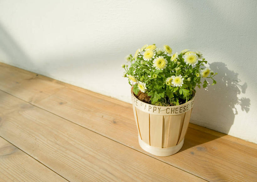 无人,横图,室内,特写,白天,正面,地板,叶子,阴影,盛开,反射,木桶,桶,影子,墙,绿叶,洋甘菊,地面,花蕾,木地板,墙壁,墙面,花,花瓣,花朵,鲜花,一个,白色,容器,花苞,花蕊,嫩叶,活力,力量,单个,储藏,坚强,储存,交往,母菊,和好,叶,叶片,彩图,贮存