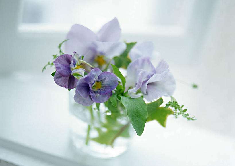 无人,横图,室内,特写,白天,正面,幸福,水,桌子,紫罗兰,花瓶,叶子,阴影,朦胧,模糊,装饰,盛开,反射,液体,影子,墙,水滴,绿叶,清凉,花蕾,墙壁,墙面,玻璃制品,花,花瓣,花朵,鲜花,紫色,白色,玻璃瓶,瓶子,夏天,花苞,花蕊,嫩叶,华丽,修饰,点缀,三色紫罗兰,永恒,衬托,美观,雅致,雅观,质朴,美德,纯爱,叶,叶片,草紫罗兰,草桂花,彩图