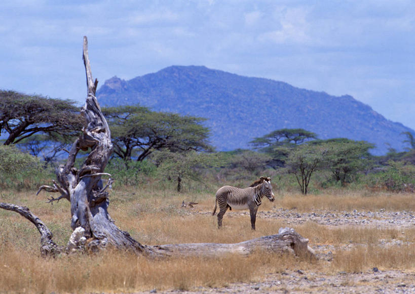 无人,公园,站,横图,室外,白天,侧面,旅游,度假,石头,美景,森林,山,山脉,树林,植物,斑马,马,野生动物,非洲,肯尼亚,阴影,枯萎,光线,石子,影子,景观,山顶,山峰,云,云朵,枯草,树桩,山峦,云彩,注视,娱乐,草,树,树干,树木,一只,黄色,蓝色,绿色,白云,蓝天,天空,阳光,自然,动物,群山,天,观察,看,站着,享受,休闲,木桩,景色,放松,可爱,牲畜,活泼,生长,晴朗,成长,观看,察看,国家公园,关注,自然风光,沉积岩,阿非利加洲,肯尼亚共和国,桑布鲁国家公园,颠峰,极峰,水成岩,格氏斑马,细斑马,细纹斑马,狭纹斑马,石块,岩石,晴空,站立,彩图,全身
