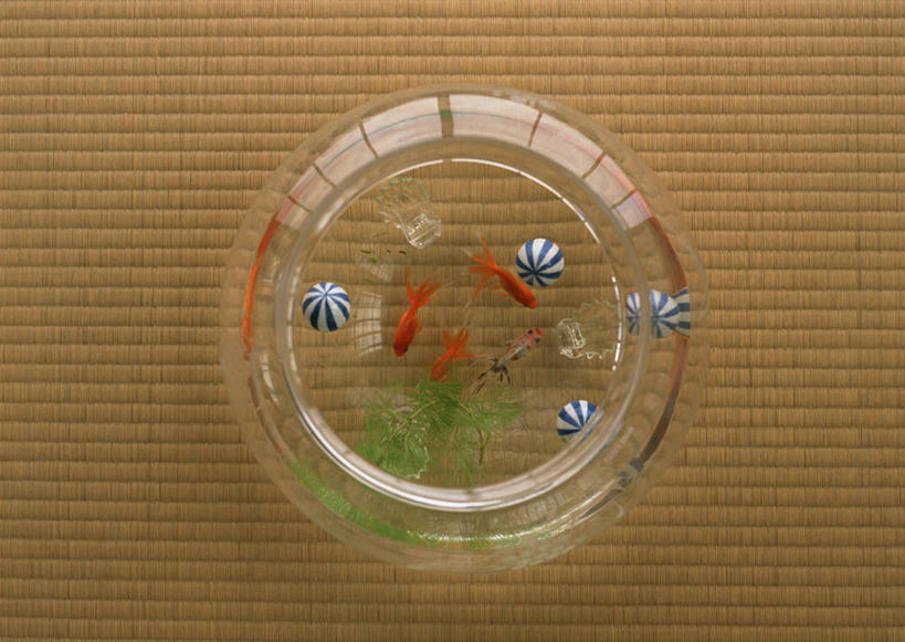 游泳,无人,横图,俯视,室内,特写,白天,水,植物,玻璃,阴影,反射,金鱼,鱼,液体,影子,水滴,水草,鱼缸,塌塌米,榻榻米,鱼类,玻璃制品,一个,自然,三条,生长,单个,成长,观赏鱼,金鲫鱼,泅水,拍浮,叠席,彩图,高角度拍摄,全身