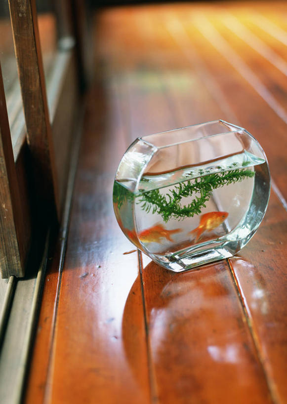 游泳,无人,竖图,俯视,室内,白天,水,植物,窗户,地板,落地窗,玻璃,朦胧,模糊,金鱼,鱼,液体,水滴,水草,鱼缸,地面,鱼类,木地板,玻璃窗,玻璃制品,一个,自然,三条,生长,单个,成长,观赏鱼,金鲫鱼,泅水,拍浮,彩图,高角度拍摄,全身