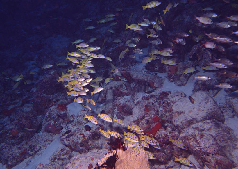 游泳,无人,横图,室外,白天,正面,旅游,度假,海底,水下,海浪,海洋,美景,日本,亚洲,一群,许多,鱼,珊瑚,景观,浪花,水底,很多,娱乐,冲绳,珊瑚礁,鱼类,海洋生物,自然,海水,享受,休闲,景色,放松,海底世界,冲绳县,自然风光,水生动物,水生物,海景,东亚,海底动物,海底礁,琉球群岛,日本国,九州地方,泅水,八重山群岛,拍浮,西表岛,大海,风浪,海,海床,海水的波动,礁,近岸浪,岩石,涌浪,彩图,全身