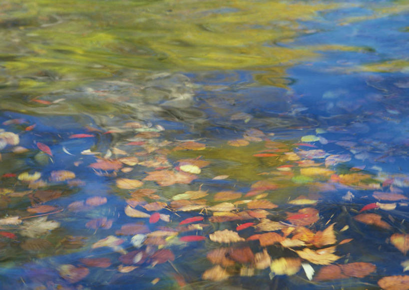 无人,横图,俯视,室外,特写,白天,美景,叶子,日本,亚洲,阴影,朦胧,模糊,光线,影子,池塘,景观,水池,青苔,枯叶,落叶,苔藓,倒影,阳光,自然,景色,倒映,自然风光,东亚,本州,关东地方,本州岛,日本国,栃木,栃木县,反照,叶,叶片,彩图,高角度拍摄