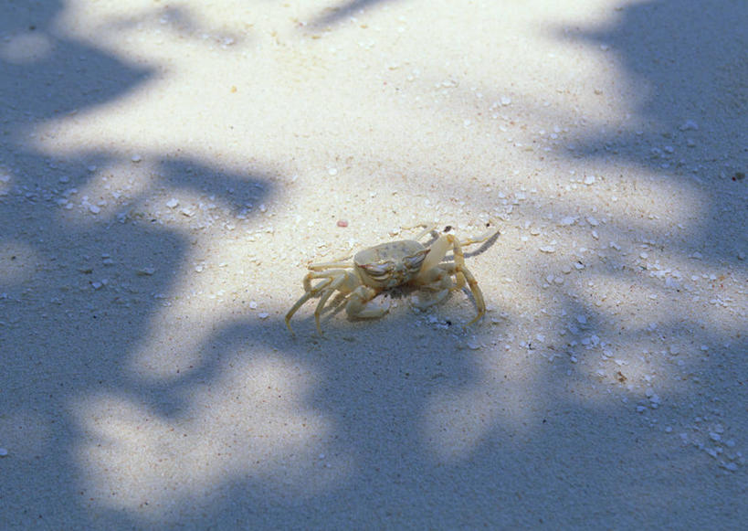 海鲜,蟹,无人,横图,俯视,室外,特写,白天,美景,沙滩,马尔代夫,亚洲,阴影,朦胧,模糊,光线,螃蟹,沙子,影子,海岸,景观,沙地,水产,海洋生物,一只,阳光,自然,景色,自然风光,水生动物,海产品,南亚,水生物,海底动物,马尔代夫共和国,海滩,彩图,高角度拍摄,全身