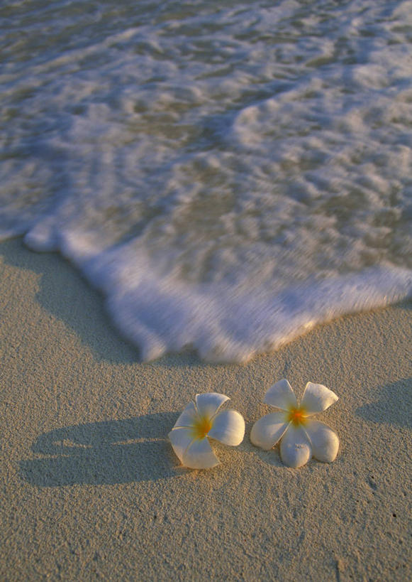 无人,竖图,俯视,室外,特写,白天,旅游,度假,海浪,海洋,美景,沙滩,马尔代夫,亚洲,阴影,盛开,光线,沙子,影子,海岸,景观,浪花,沙地,花蕾,娱乐,赤素馨花,花,花瓣,花朵,鲜花,白色,阳光,自然,海水,花苞,花蕊,享受,休闲,景色,放松,自然风光,南亚,海景,缅栀子,蛋黄花,鸡蛋花,缅栀花,马尔代夫共和国,大季花,印度素馨,大海,风浪,海,海水的波动,海滩,近岸浪,涌浪,彩图,高角度拍摄,索尼娃姬莉酒店