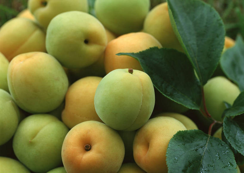 无人,横图,俯视,室外,特写,白天,桃子,水果,叶子,一堆,许多,堆叠,堆积,朦胧,模糊,新鲜,生食,食品,果实,绿叶,食物,黄色,绿色,嫩叶,黄桃,有机食品,绿色食品,堆,肺果,叶,叶片,彩图,高角度拍摄