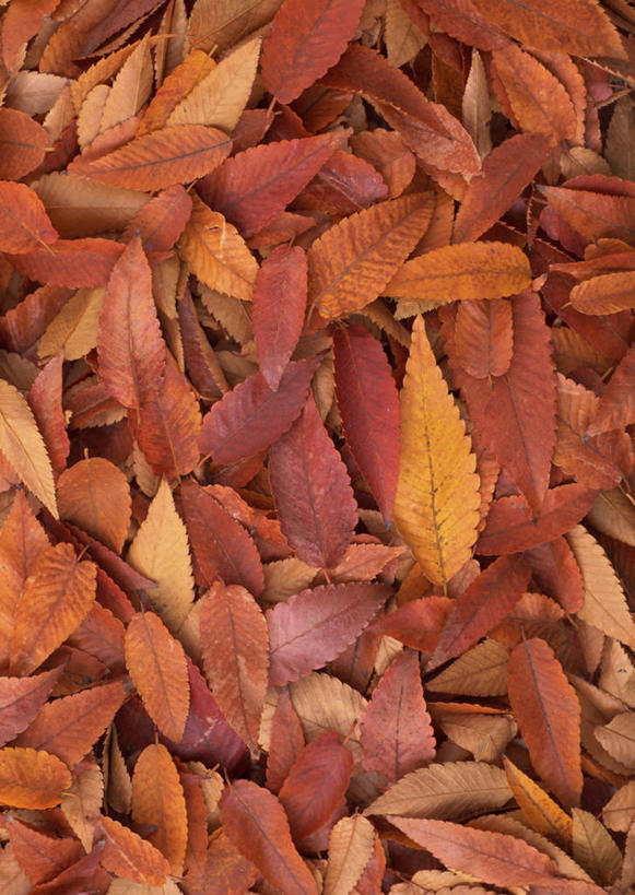 无人,竖图,俯视,室外,特写,白天,美景,秋季,叶子,一堆,许多,堆叠,堆积,干枯,景观,枯叶,落叶,黄色,红色,自然,景色,堆,干涸,凋谢,自然风光,枯槁,叶,叶片,秋,秋天,彩图,高角度拍摄