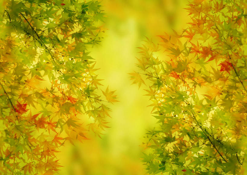 无人,横图,插画,室内,白天,正面,数码,科技,叶子,许多,阴影,新鲜,网络,枫叶,枯叶,落叶,高光,几何,计算机图形,合成,图画,画,黄色,红色,绿色,青春,枫树叶,电脑合成图,数码合成图,生命,合成图,和平,安详,漫画,写实,具体,具象,冷色,叶,叶片,彩图,葡萄槭,藤枫,藤槭